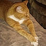 animal, blanket, cat, couch, cozy, domestic, feline, fur, furniture, indoor, orange_tabby, paws, pet, relaxed, resting, side_view, sleepy, soft_texture, stretching, whiskers
