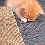 Ozzy joined the competition — help win amazing prizes! adorable, animal, cardboard, cute, feline, fur, kitten, mat, nap, orange_cat, outdoor, paw, pet, resting, scratch_pad, sleeping, small_animal, texture, whiskers, young_cat