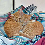Ozzy joined the competition — help win amazing prizes! cat, orange_tabby, sleeping, snuggling, blanket, plaid, pet, cozy, indoor, fur, animal, cute, resting, companionship, warm, paw, two_cats, domestic_cat, relaxed, friendship