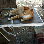 Ozzy joined the competition — help win amazing prizes! animal, cat, curious, daylight, dirt_ground, feline, folding_table, metal_frame, nature, orange_cat, outdoor, pet, relaxing, resting, shadow, sunlight, tabby, table, tree, two_cats