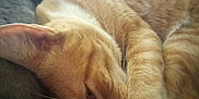 Ozzy is registered to the contest to win money with this photo: cat, orange_tabby, sleeping, close_up, fur, whiskers, paw, cozy, resting, domestic_cat, pet, indoor, relaxed, animal, cute, soft_light, napping, feline, comfort, closeup