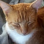 animal, blanket, cat, close_up, cozy, cute, domestic_cat, ears, feline, fur, indoor, nose, orange_cat, pet, relaxing, resting, sleeping, soft, whiskers, white_fur