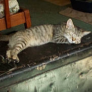 Isis joined the competition — help win amazing prizes! cat, tabby, sleeping, feline, indoor, furniture, chair, rustic, old, trunk, cozy, nap, pet, animal, striped, relaxed, clutter, floor, home, domestic