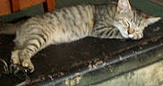 Isis joined the competition — help win amazing prizes! animal, cat, chair, clutter, cozy, domestic, feline, floor, furniture, home, indoor, nap, old, pet, relaxed, rustic, sleeping, striped, tabby, trunk