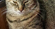 Isis is registered to the contest to win money with this photo: animal, blanket, cat, closeup, cozy, cute, domestic, ears, feline, fur, indoor, mammal, pet, pink, relaxed, resting, sleepy, striped, tabby_cat, whiskers