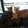 Isis And Sahara is registered to the contest to win money with this photo: animal, cat, companions, couch, cozy, curious, domestic_cat, feline, furniture, ginger_cat, home, indoor, looking, pets, resting, side_by_side, sunlight, tabby_cat, two_cats, window