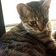 Isis And Sahara joined the competition — help win amazing prizes! animal, cat, closeup, cute, domestic_animal, ears, feline, fur, indoor, mammal, pet, portrait, resting, sleepy, soft_light, sunlight, tabby, whiskers, window, young_cat