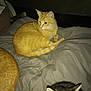 Isis And Sahara joined the competition — help win amazing prizes! animal, bed, blanket, cat, companion, cozy, cute, domestic_animal, ear, feline, fur, indoor, lying_down, orange_cat, pets, resting, sleeping_area, tabby_cat, tail, whiskers
