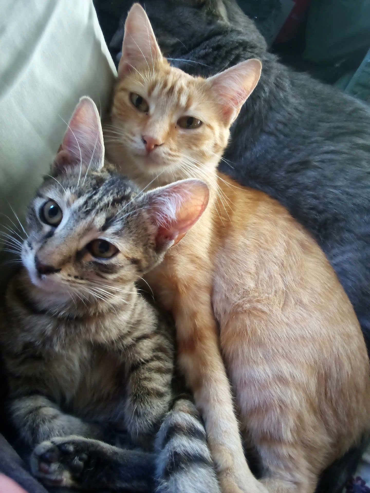 Isis And Sahara