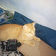 Isis And Sahara joined the competition — help win amazing prizes! animal, bed, blanket, cardboard, cat, cozy, device, domestic, ears, feline, fur, indoor, orange_tabby, paw, pet, pillow, resting, side_view, sleepy, whiskers