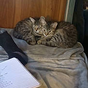 Ozzy And Isis is registered to the contest to win money with this photo: animal_pair, bed, blanket, cozy, cute, domestic_animal, feline, handwriting, indoor, kitten, notebook, pet, relaxing, resting, sock, soft_fabric, striped_fur, tabby_cat, two_cats, wooden_headboard