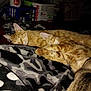 animal, blanket, cat, closeup, companion, cozy, cute, domestic_animal, feline, fur, ginger_cat, indoor, pets, quiet, relaxing, resting, sleeping, soft, two_animals, warm