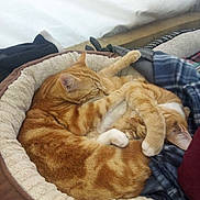 Tigger is registered to the contest to win money with this photo: cat, cats, ginger_cat, sleeping, pet_bed, cozy, feline, fur, animal, domestic_animal, resting, cute, paw, bed, blanket, tabby, indoor, companion, snuggle, cute_animals