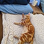 Tigger is registered to the contest to win money with this photo: cat, orange_tabby, sleeping, blanket, crocheted, wooden_table, toilet_paper, cushion, blue_cushion, indoor, pet, relaxed, feline, fur, paws, tail, cozy, resting, home, comfort