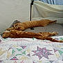 animal, bed, cat, cozy, cushion, fabric, feline, indoor, orange_tabby, patterned_quilt, pet, quilt, relaxed, resting, sleeping, soft_light, stretched_out, striped, tent, two_cats