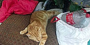 Tigger joined the competition — help win amazing prizes! cat, ginger_cat, sleeping, cushion, outdoor, plants, greenery, plastic_bottle, red_cloth, relaxed, resting, pillow, nature, pet, feline, cozy, quiet, daytime, calm, lazy