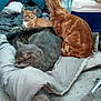 Tigger joined the competition — help win amazing prizes! cat, orange_tabby, gray_cat, pets, indoor, blanket, cushion, sleeping, resting, feline, cozy, pile, household, fabric, relaxing, fur, domestic, animal, multiple_cats, comfort
