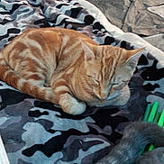 Tigger is registered to the contest to win money with this photo: animal, blanket, camouflage_pattern, cat, closeup, comfort, cozy, cute, domestic_cat, fur, indoor, mammal, orange_tabby, pet, relaxing, resting, sleeping, soft, striped, tail