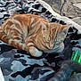 animal, blanket, camouflage_pattern, cat, closeup, comfort, cozy, cute, domestic_cat, fur, indoor, mammal, orange_tabby, pet, relaxing, resting, sleeping, soft, striped, tail