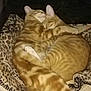 Tigger is registered to the contest to win money with this photo: cat, cats, ginger_cat, tabby_cat, sleeping, hugging, snuggling, blanket, leopard_print, pet_bed, cozy, feline, cute, domestic_cat, animal, fur, whiskers, tail, resting, companion