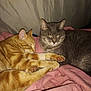 Tigger is registered to the contest to win money with this photo: cat, orange_tabby, gray_cat, sleeping, cozy, pets, feline, indoor, blanket, resting, cute, animal, two_cats, fur, domestic_animal, companions, relaxed, pink_blanket, whiskers, paws