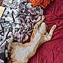 Tigger joined the competition — help win amazing prizes! cat, orange_cat, white_cat, bed, blanket, fabric, clothing, sleeping, relaxed, pet, fur, whiskers, indoor, cozy, resting, domestic_cat, paws, animal, mammal, feline