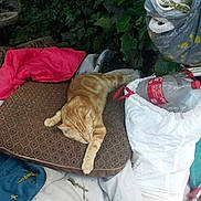 Tigger is registered to the contest to win money with this photo: cat, ginger_cat, cushion, blanket, outdoor, greenery, bag, plastic_bottle, relaxing, sleeping_cat, patterned_fabric, plant, ivy, resting, feline, cozy, clutter, nature, pet, comfort