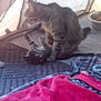 Sierra is registered to the contest to win money with this photo: animal, blanket, cat, cozy, cute, domestic, feline, floor_mat, food_bowl, fur, indoor, paws, pet, playful, resting, soft_lighting, tabby_cat, tent, two_cats, whiskers