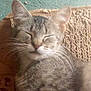 animal, cat, closeup, cute, ears, feline, fur, indoor, mammal, nap, peaceful, pet, relaxed, resting, scratching_pad, sleeping, soft, tabby, texture, whiskers