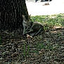 Sierra is registered to the contest to win money with this photo: animal, cat, daylight, dry_leaves, feline, grass, ground, nature, outdoor, park, pet, relaxing, resting, shade, sleeping, sunlight, tabby_cat, tree, trunk, wildlife
