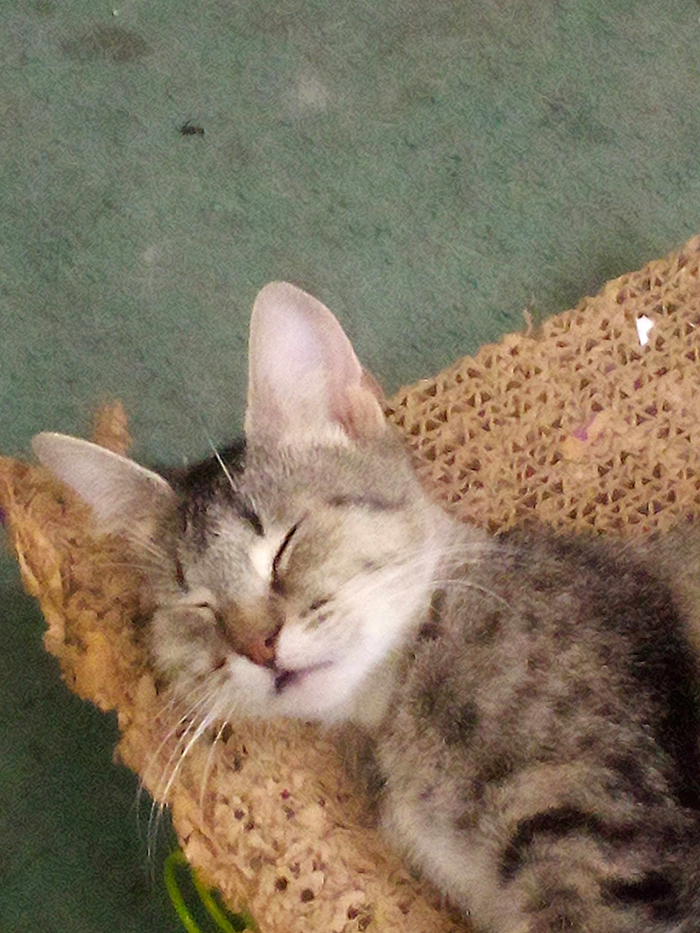 Sierra