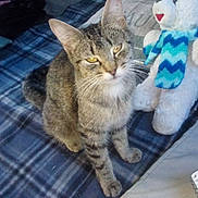 Sierra joined the competition — help win amazing prizes! animal, blanket, cat, cozy, curious, ears, floor, food_bowl, fur, home, indoor, pet, pet_bowl, plaid, scarf, sitting, stuffed_animal, tabby, teddy_bear, whiskers