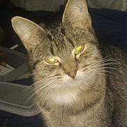 Sierra is registered to the contest to win money with this photo: animal, cat, close_up, cute, domestic, ears, eyes, face, feline, fur, indoor, looking, mammal, pet, portrait, sitting, tabby, tabby_cat, whiskers, yellow_eyes