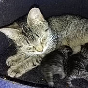 Sierra joined the competition — help win amazing prizes! animal, bed, cat, comfort, cozy, cute, dark, feline, fur, indoor, kitten, mammal, mother, newborn, pet, resting, sleeping, small, soft, tabby