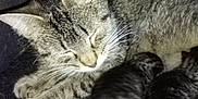 Sierra is registered to the contest to win money with this photo: animal, cat, cave, close_up, cozy, dark_background, domestic_cat, feline, fur, indoor, kitten, mother_cat, pet, resting, sleeping, snuggling, soft_texture, star_pattern, tabby_cat, tiny_kittens