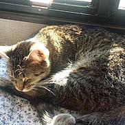 Sierra is registered to the contest to win money with this photo: cat, tabby_cat, sleeping, paw, tail, floral_pattern, blanket, window, sunlight, indoor, pet, animal, fur, whiskers, resting, cozy, cute, domestic_cat, friendship, playful