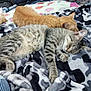 Sierra joined the competition — help win amazing prizes! animal, blanket, camouflage_pattern, cat, closeup, cozy, crate, cushion, cute, domestic_cat, feline, fur, gray_tabby, indoor, orange_cat, pet, relaxation, resting, sleeping, soft_texture