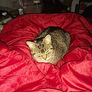 Sierra joined the competition — help win amazing prizes! animal, bed, blanket, cat, comfort, cozy, cute, domestic_cat, feline, fur, home, indoor, mammal, pet, red_blanket, relaxed, resting, sleepy, tabby_cat, whiskers