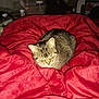 cat, tabby_cat, red_blanket, indoor, pet, cozy, sleepy, fur, animal, resting, domestic_cat, blanket, bed, feline, relaxed, mammal, whiskers, cute, comfort, home