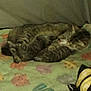 Sierra is registered to the contest to win money with this photo: animal, blanket, cat, comfort, cozy, cute, domestic_cat, feline, fur, heart_pattern, indoor, laying_down, nap, pattern, pet, relaxation, resting, sleeping, soft, tabby_cat