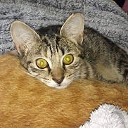 Sage is registered to the contest to win money with this photo: animal, blanket, cat, close_up, cozy, ears, feline, fur, fuzzy_blanket, glowing_eyes, home, indoor, lying_down, pet, portrait, resting, tabby_cat, whiskers, wide_eyes, wooden_surface