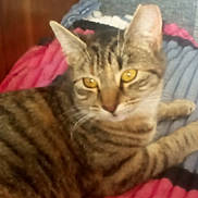 Sage is registered to the contest to win money with this photo: animal, blanket, cat, comfort, cozy, cute, ears, eyes, feline, fur, home, indoor, mammal, pet, relaxed, resting, sleepy, striped, tabby, whiskers