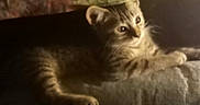 Sage joined the competition — help win amazing prizes! animal, cat, cozy, curious, cute, ears, fabric, feline, fur, indoor, kitten, paws, pet, quilt, resting, small, soft_light, tabby, whiskers, young