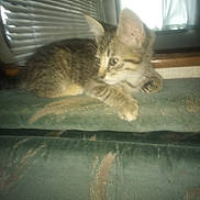 Sage is registered to the contest to win money with this photo: animal, blinds, blurred, cat, couch, cozy, cute, domestic, fur, furniture, home, indoor, kitten, mammal, pet, resting, small, tabby, window, young