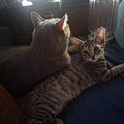 Sage joined the competition — help win amazing prizes! cat, cats, tabby_cat, gray_cat, indoor, window, lamp, blanket, resting, curious, pet, feline, domestic_animal, striped, young_cat, household, cozy, relaxed, two_animals, fur