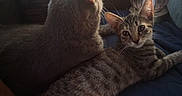Sage joined the competition — help win amazing prizes! blanket, cat, cats, cozy, curious, domestic_animal, feline, fur, gray_cat, household, indoor, lamp, pet, relaxed, resting, striped, tabby_cat, two_animals, window, young_cat