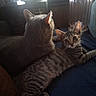 Sage joined the competition — help win amazing prizes! blanket, cat, cats, cozy, curious, domestic_animal, feline, fur, gray_cat, household, indoor, lamp, pet, relaxed, resting, striped, tabby_cat, two_animals, window, young_cat