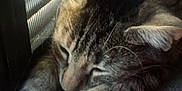 Sage is registered to the contest to win money with this photo: cat, tabby, sleeping, stretching, window, screen, fur, whiskers, paw, closeup, indoor, relaxed, pet, animal, mammal, resting, cozy, quiet, daylight, texture
