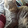 Sammy joined the competition — help win amazing prizes! animal, bed, blanket, cat, closeup, comfort, cozy, domestic_cat, feline, fur, gray_cat, household, indoor, pet, relaxed, resting, sleepy, soft_light, tabby, whiskers