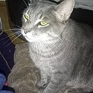 Sammy joined the competition — help win amazing prizes! bed, blanket, cat, closeup, cozy, ears, feline, fur, gray_cat, green_eyes, home_interior, indoor, paws, pet, plush_blanket, portrait, relaxed, sitting, tabby_cat, whiskers